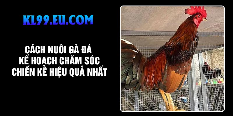 Cách Nuôi Gà Đá: Kế Hoạch Chăm Sóc Chiến Kê Hiệu Quả Nhất