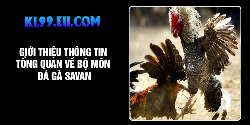 Giới thiệu thông tin tổng quan về bộ môn đá gà Savan