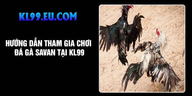 Hướng dẫn tham gia chơi Đá gà Savan tại KL99
