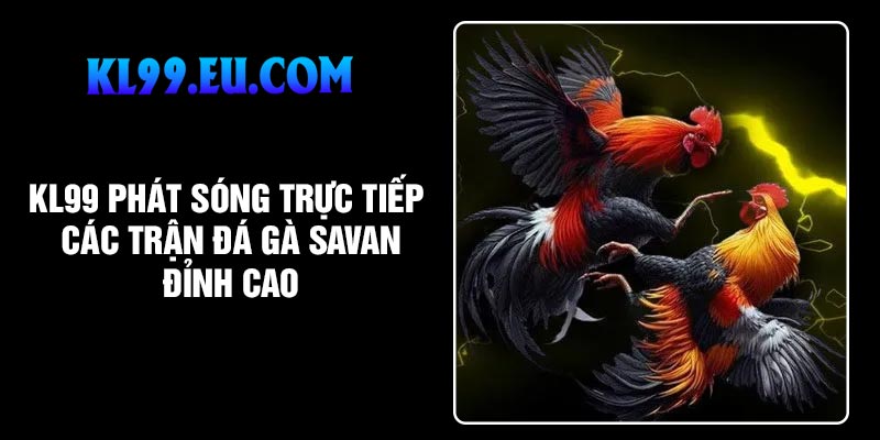 KL99 phát sóng trực tiếp các trận Đá gà Savan đỉnh cao