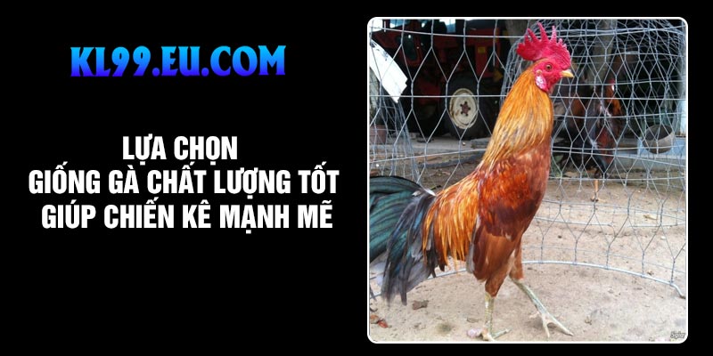 Lựa chọn giống gà chất lượng Tốt giúp chiến kê mạnh mẽ