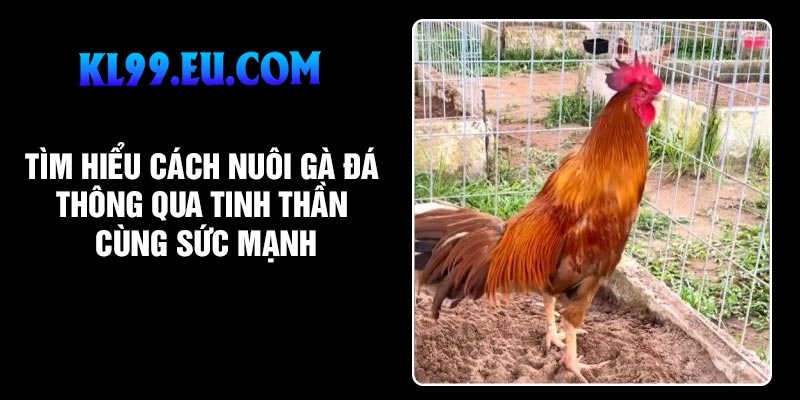 Tìm hiểu Cách nuôi gà đá thông qua tinh thần cùng sức mạnh
