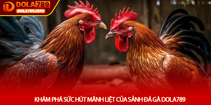 Khám phá sức hút mãnh liệt của sảnh Đá gà Dola789